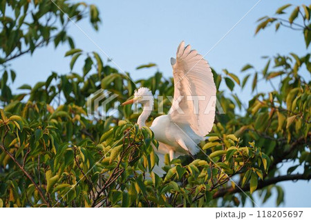 木で休むダイサギ 118205697