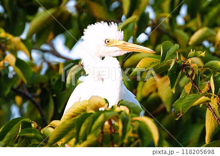 怒れるダイサギ 118205698