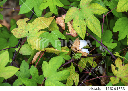 ゴシピウム 和綿 綿の花 植物 素材 118205788