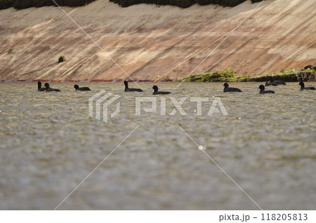 Flock of Eurasian coots. 118205813