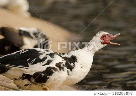 Domestic Muscovy duck. 118205879