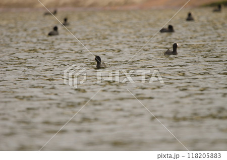 Eurasian coots Fulica atra atra. Eurasian coots Fulica atra atra. 118205883