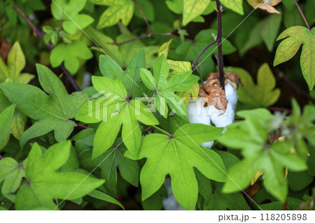 ゴシピウム 和綿 綿の花 植物 素材 118205898