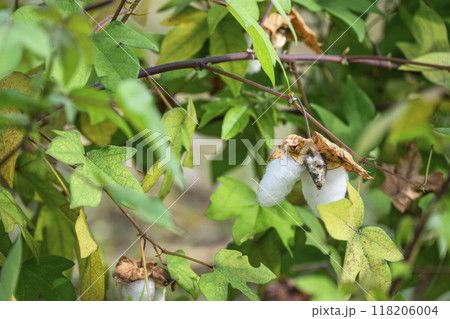 ゴシピウム 和綿 綿の花 植物 素材 118206004