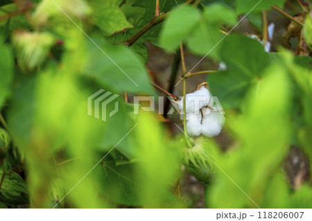 ゴシピウム 和綿 綿の花 植物 素材 ゴシピウム 和綿 綿の花 植物 素材 118206007
