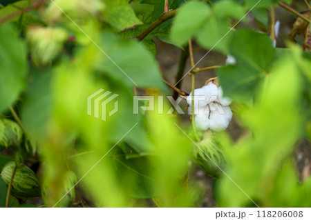 ゴシピウム 和綿 綿の花 植物 素材 118206008