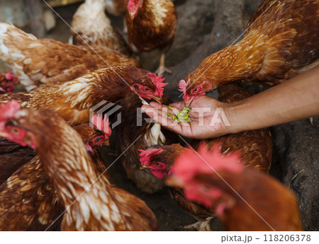 hand feeding brown chicken or hen lay eggs with grain in rural farm 118206378