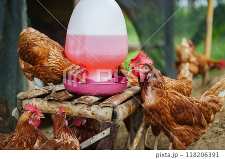 brown chicken drinking water from a feeder bucket in rural farm brown chicken drinking water from a feeder bucket in rural farm 118206391