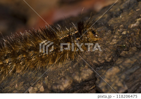 Caterpillar of the moth Canararctia rufescens gomerensis. 118206475