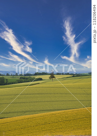 美瑛の美しい田園風景 118206494