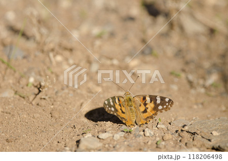 Painted lady Vanessa cardui. 118206498