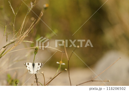 Bath white Pontia daplidice. Bath white Pontia daplidice. 118206502