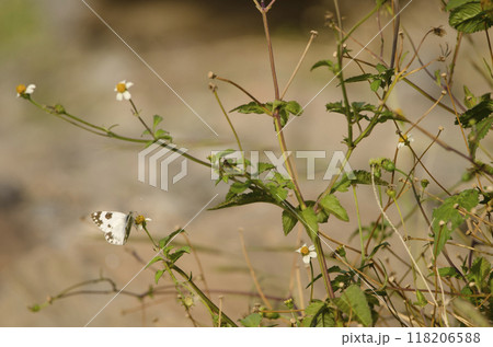 Bath white on a flower of cobbler pegs. 118206588