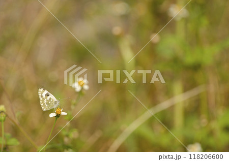 Bath white feeding on a flower. Bath white feeding on a flower. 118206600