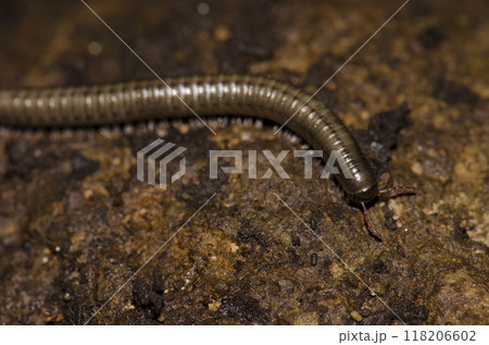 Millipede Ommatoiulus inconspicuus. Millipede Ommatoiulus inconspicuus. 118206602