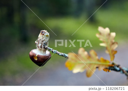 Mushroom with a brown cap pinned on an oak branch in the autumn forest Mushroom with a brown cap pinned on an oak branch in the autumn forest 118206721