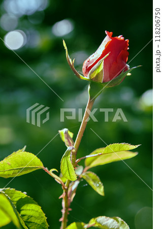 Bud of red fresh rose against the background of a green sunny park 118206750