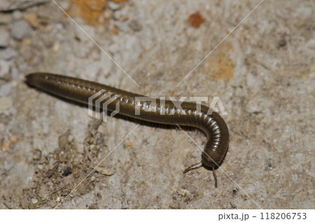 Millipede Ommatoiulus inconspicuus. Millipede Ommatoiulus inconspicuus. 118206753