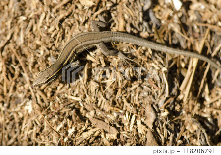Juvenile Boettger's lizard. Juvenile Boettger's lizard. 118206791