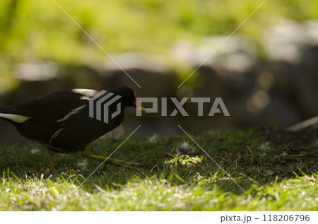 Eurasian common moorhen. Eurasian common moorhen. 118206796