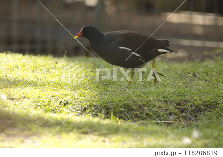 Eurasian common moorhen. 118206819