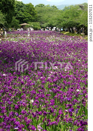 長崎県大村市　大村公園の玖島城堀跡に広がる花菖蒲園の景観 118207011