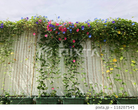 朝顔 花 夏 朝顔 花 夏 118207545