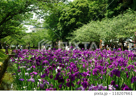 長崎県大村市 大村公園の玖島城堀跡に広がる花菖蒲園の景観 長崎県大村市 大村公園の玖島城堀跡に広がる花菖蒲園の景観 118207661