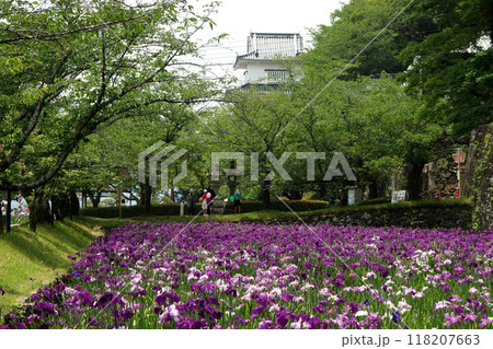 長崎県大村市 大村公園の玖島城堀跡に広がる花菖蒲園の景観 長崎県大村市 大村公園の玖島城堀跡に広がる花菖蒲園の景観 118207663