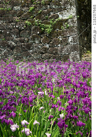 長崎県大村市　大村公園の玖島城堀跡に広がる花菖蒲園の景観 118207668