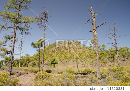 Forest in the Ojeda Mountain. Forest in the Ojeda Mountain. 118208814