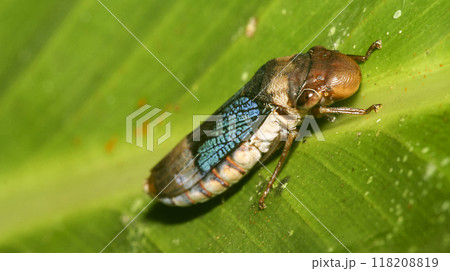 Shield Bug, Amazonia 118208819
