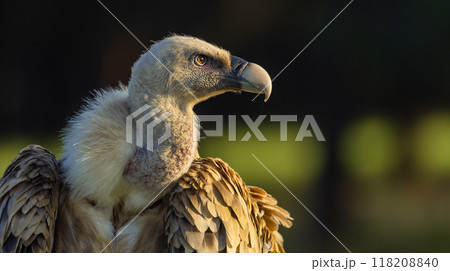 Eurasian Griffon Vulture 118208840