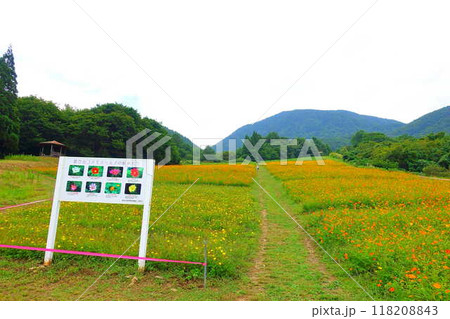 満開のコスモス　秋桜　コスモスベルグ　面白山高原 118208843