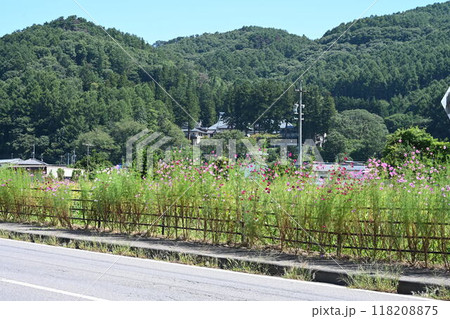 国道254(秋桜街道)で撮った秋桜の花 国道254(秋桜街道)で撮った秋桜の花 118208875