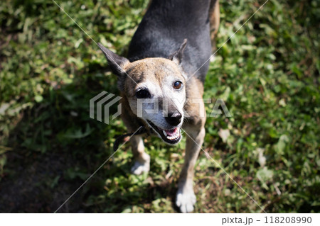 A small dog stands in the grass, looking up at the camera A small dog stands in the grass, looking up at the camera 118208990