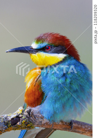 Bee-eater 118209320