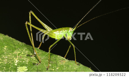 Tropical Grasshopper, Amazonia 118209322