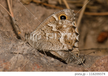 Copula of Gran Canaria grayling butterflies. Copula of Gran Canaria grayling butterflies. 118209374