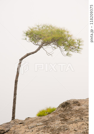 Canary Island pine in the fog. 118209375