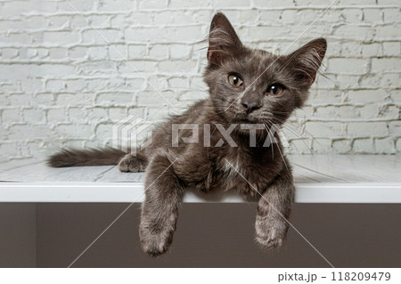Beautiful gray cat on a brick wall background Beautiful gray cat on a brick wall background 118209479