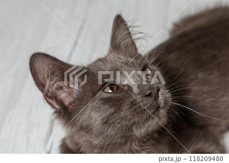 Beautiful gray cat on a brick wall background Beautiful gray cat on a brick wall background 118209480