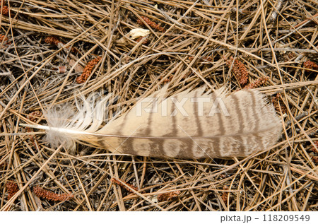 Feather of long-eared owl. 118209549