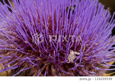 Crab spider on a flower. 118209599