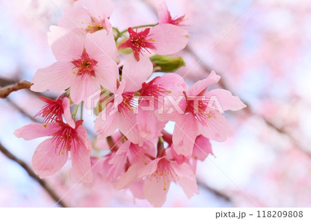 城ケ崎桜　ピンク色の花　クローズアップ 118209808