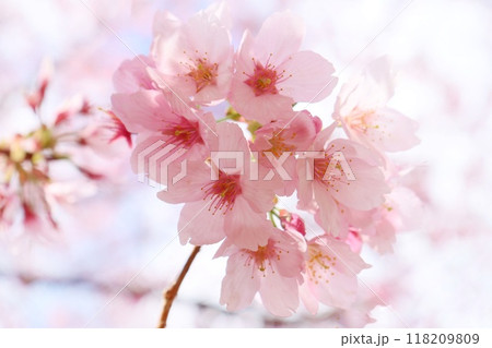 城ケ崎桜　ピンク色の花　クローズアップ 118209809
