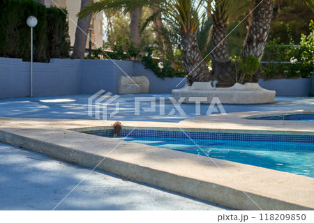 Charming Wildlife Moment: Squirrel Quenching Thirst at Poolside Oasis with Palm Trees Under Sunny Summer Sky. Playful Squirrel at Pool's Edge: Delightful Encounter Amidst Tropical Palms and Clear Blue 118209850