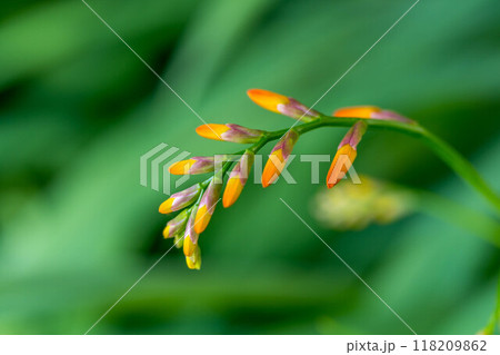 姫檜扇水仙の蕾~夏の彩り~ 姫檜扇水仙の蕾~夏の彩り~ 118209862