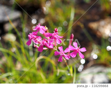 水辺のきらめきに照らされて咲くムシトリナデシコの花 118209868