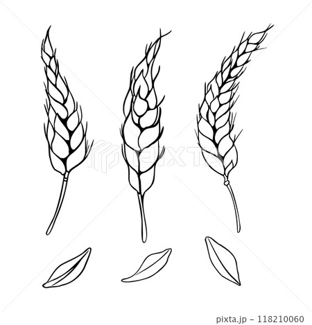 Wheat ear and grains monochrome outline vector illustration isolated. Set of spikelet rye, barley black white silhouette hand drawn by ink for design beer label, natural product, grocery, bakery. 118210060